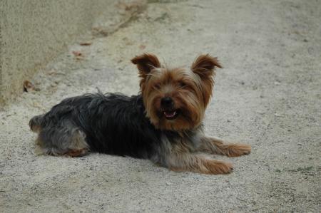 mon toutou